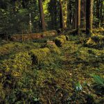 He’s Spent 40 Years Studying Dead Trees—Here’s What He’s Found