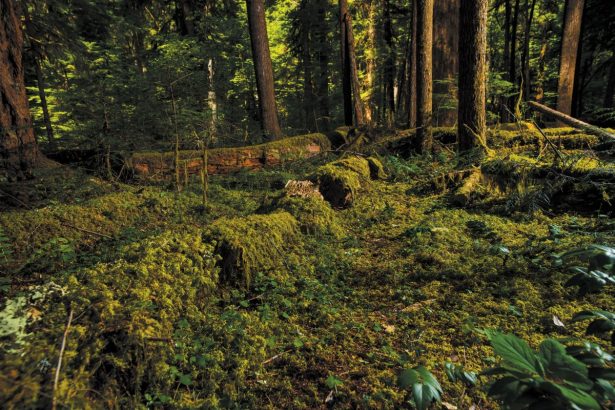 He’s Spent 40 Years Studying Dead Trees—Here’s What He’s Found