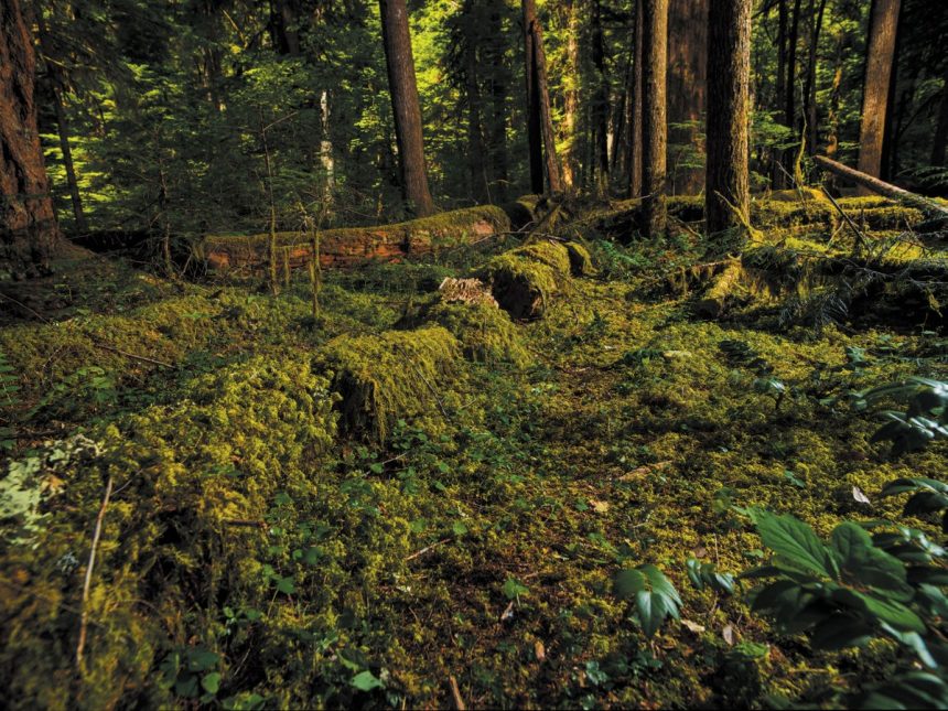 He’s Spent 40 Years Studying Dead Trees—Here’s What He’s Found