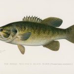 Evolution Shocks Scientists in an Electric Battle against Invasive Bass