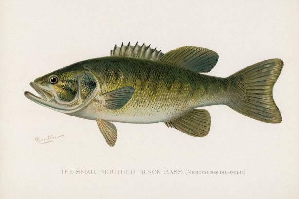 Evolution Shocks Scientists in an Electric Battle against Invasive Bass