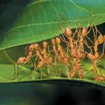 These Ants Would Dominate Humans at Tug-of-War