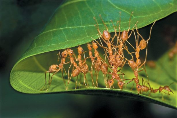 These Ants Would Dominate Humans at Tug-of-War
