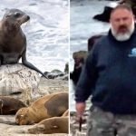 K reward offered for information about man seen decapitating sea lion in California as worrying trend grows