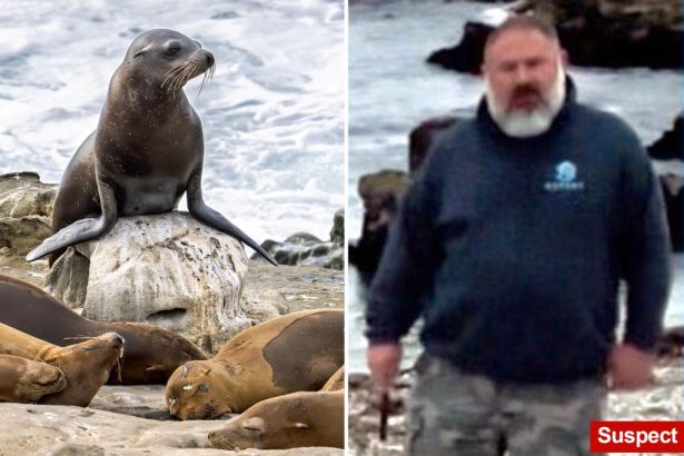 K reward offered for information about man seen decapitating sea lion in California as worrying trend grows