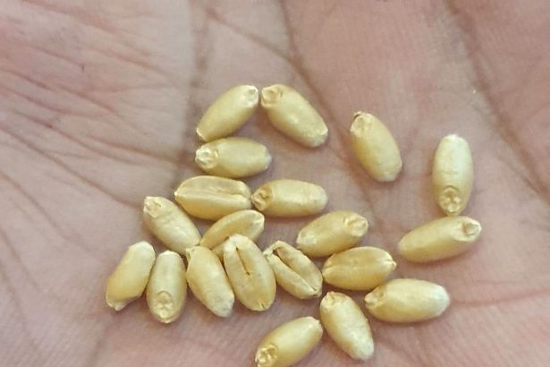 The ‘Green Revolution’ transformed global agriculture. Now it’s adapting to climate change.