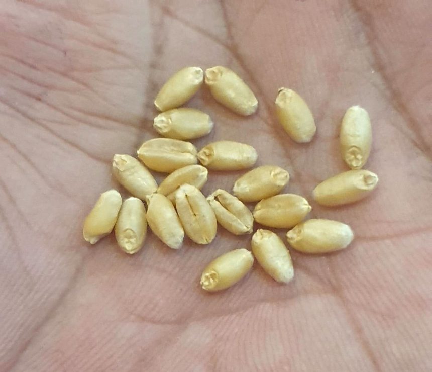 The ‘Green Revolution’ transformed global agriculture. Now it’s adapting to climate change.