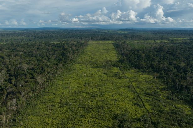 ‘Green’ diesel producer’s supplier linked to Amazon deforestation