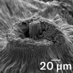 How dandelions rig the odds for catching upward gusts