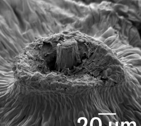 How dandelions rig the odds for catching upward gusts