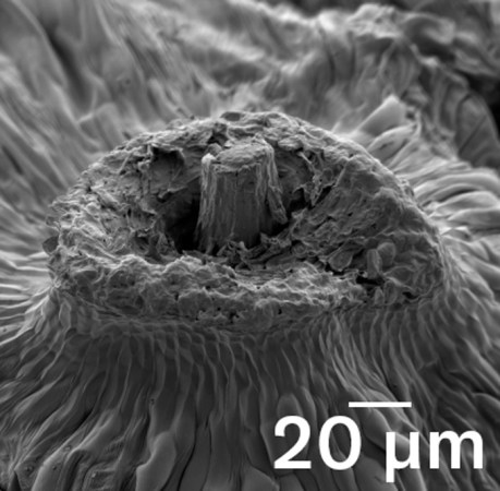How dandelions rig the odds for catching upward gusts