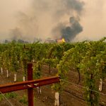 A grapevine bacteria may help douse wildfire-tainted wine’s ashy aftertaste