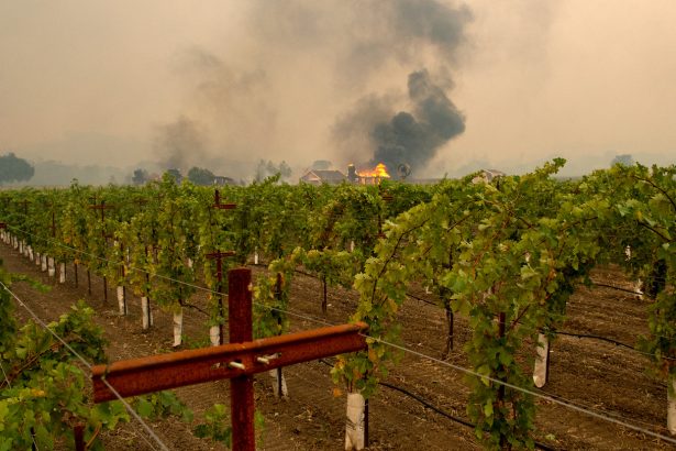 A grapevine bacteria may help douse wildfire-tainted wine’s ashy aftertaste
