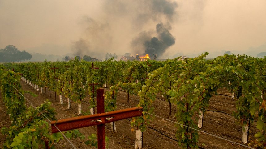 A grapevine bacteria may help douse wildfire-tainted wine’s ashy aftertaste