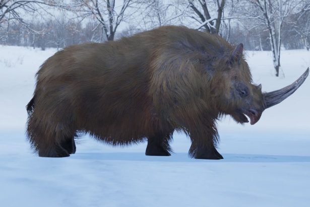 What the longest woolly rhino horn tells us about the beasts’ biology