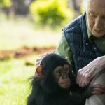 What Jane Goodall taught me about bones, loss and not wasting anything
