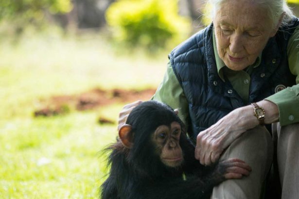 What Jane Goodall taught me about bones, loss and not wasting anything