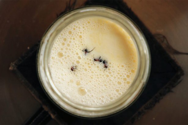 To make a tasty yogurt, just add ants (and their microbes)