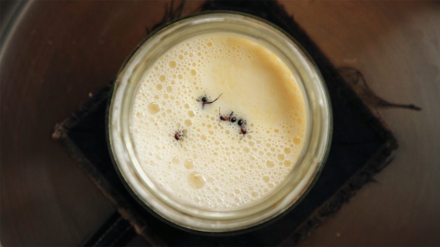 To make a tasty yogurt, just add ants (and their microbes)