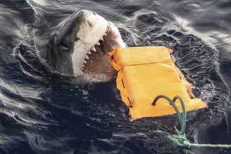New wetsuit designs offer a layer of protection against shark bites