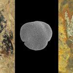 These ancient bumblebees were found with their pollen source