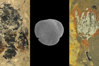 These ancient bumblebees were found with their pollen source