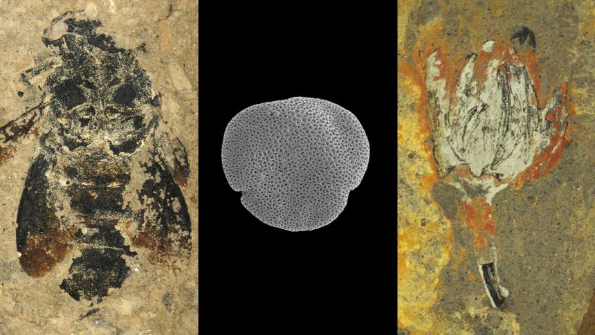 These ancient bumblebees were found with their pollen source