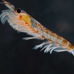 Antarctic krill eject more food when it’s contaminated with plastic