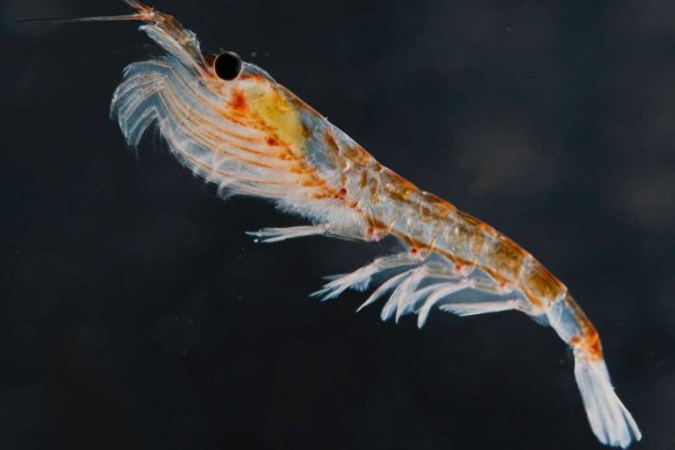 Antarctic krill eject more food when it’s contaminated with plastic