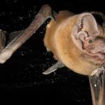 Mic’d bats reveal midnight songbird attacks