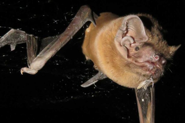 Mic’d bats reveal midnight songbird attacks