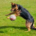 Toy-obsessed dogs give clues to addictive behaviors