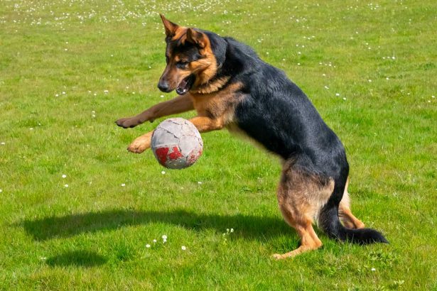 Toy-obsessed dogs give clues to addictive behaviors