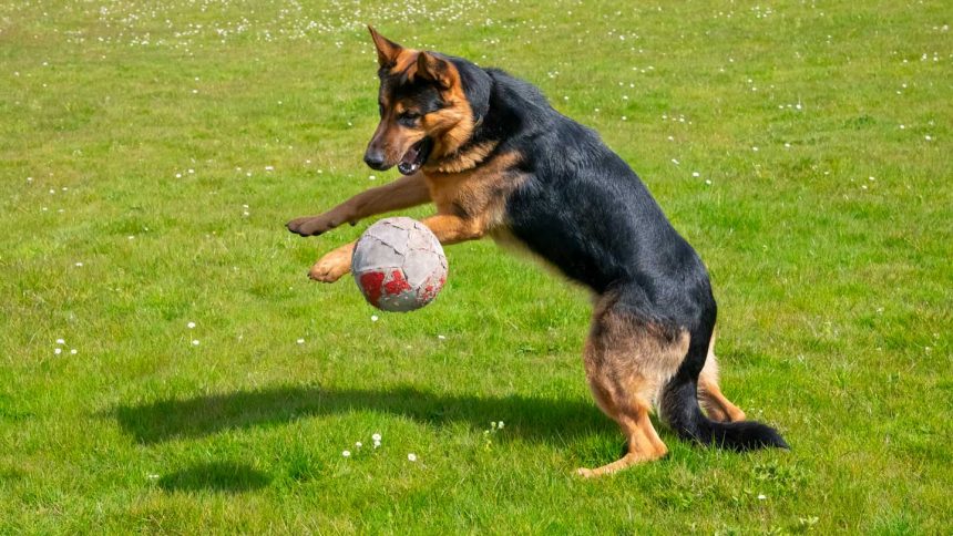 Toy-obsessed dogs give clues to addictive behaviors