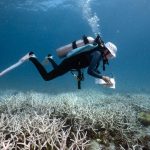 Coral collapse signals Earth’s first climate tipping point