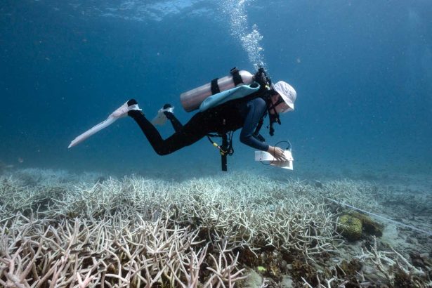 Coral collapse signals Earth’s first climate tipping point
