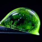 A rice weevil frozen in flight won the 2025 Nikon Small World photo contest