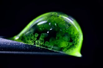 A rice weevil frozen in flight won the 2025 Nikon Small World photo contest