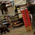 Bear walked into southern Arizona grocery store and ran around for a few minutes