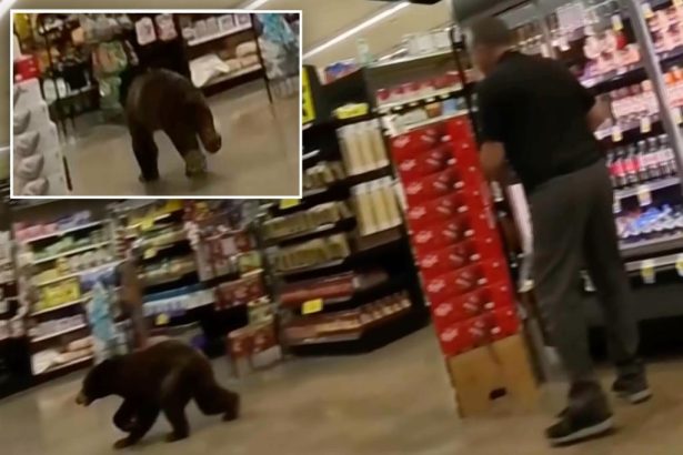 Bear walked into southern Arizona grocery store and ran around for a few minutes