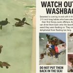 Twin hurricanes displace baby sea turtles across Florida shores as massive waves wreak havoc