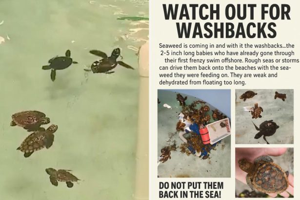 Twin hurricanes displace baby sea turtles across Florida shores as massive waves wreak havoc