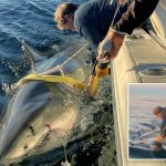 ‘Biggest ever’ great white shark Contender surfaces just off Canada – plumping up on seals