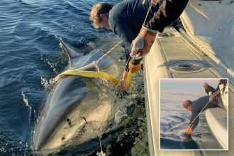 ‘Biggest ever’ great white shark Contender surfaces just off Canada – plumping up on seals