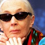 From the Vogue Archives: A 71-Year-Old Jane Goodall on Her Fight to Save the Planet