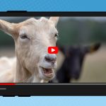 25 School-Appropriate Funny Videos for Kids 25 School-Appropriate Funny Videos for Kids