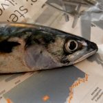 Mackerel 'at very real risk of collapse'
