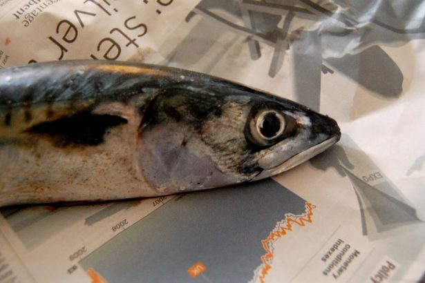 Mackerel 'at very real risk of collapse'