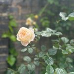 The End of a Marriage—Explained Through the Gifts That Sustained It