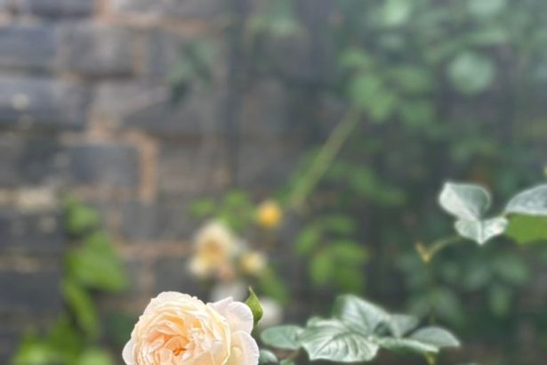 The End of a Marriage—Explained Through the Gifts That Sustained It